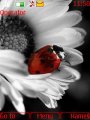 Flower N Beetle