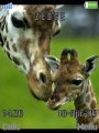 Giraffe Baby