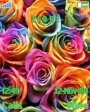 Colourful Roses