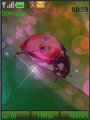 Ladybird Animated
