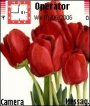 Red Tulips Delight