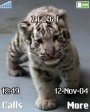 White Tiger Cub