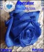 Blue Rose