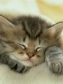 Tabby Kitten Sleepin