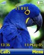 Blue Parrot