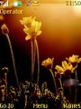 Sun Ligth Flower