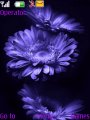 Purpleglory