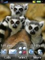 Lemur Family