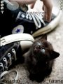 Converse With Kitty