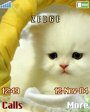 Cute Cat Animated