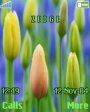 Tulip Flowers