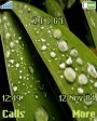 Dew On Leafs