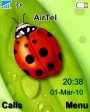 Lady Bug