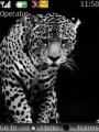 Leopard Beautiful