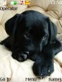 Black Labrador Pups
