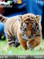 Bangol Tiger