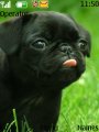 Cute-black-puppy