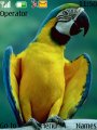 Cute-parrot