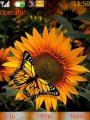 Butterfly Sun Flower