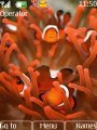 Cute Nemo Fish