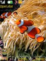 Cute Nemo Fish