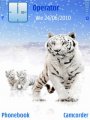 White Tiger And Cubs