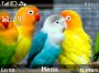 Parrots Cute