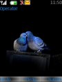 Love Pigeons