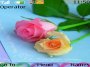 Cute Roses