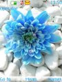 Pretty Blue Flower