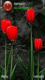 Red Tulips Hd