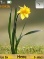 Single daffodil