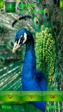 Colourfull peacock