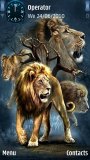 Wild lions
