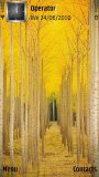 Yellow forest