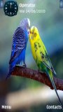 Colourful birds