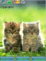 Cute kitty couple